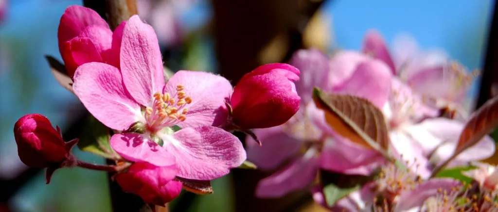 apple-bloosm-banner-1024×437