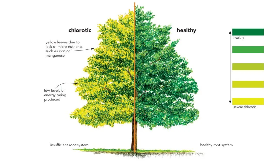 chlorosis-1024×641