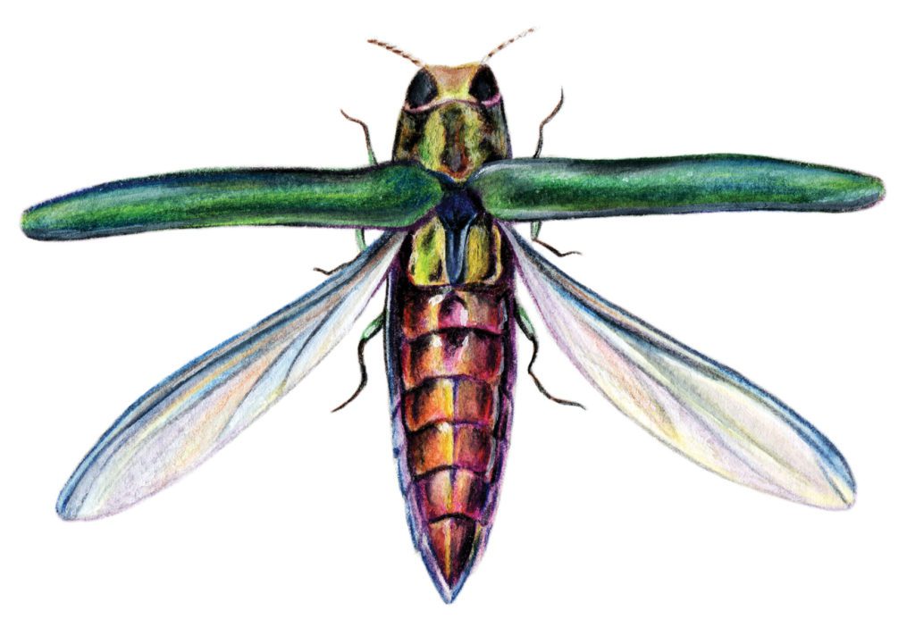 Emerald Ash Borer Emerald Ash Borer